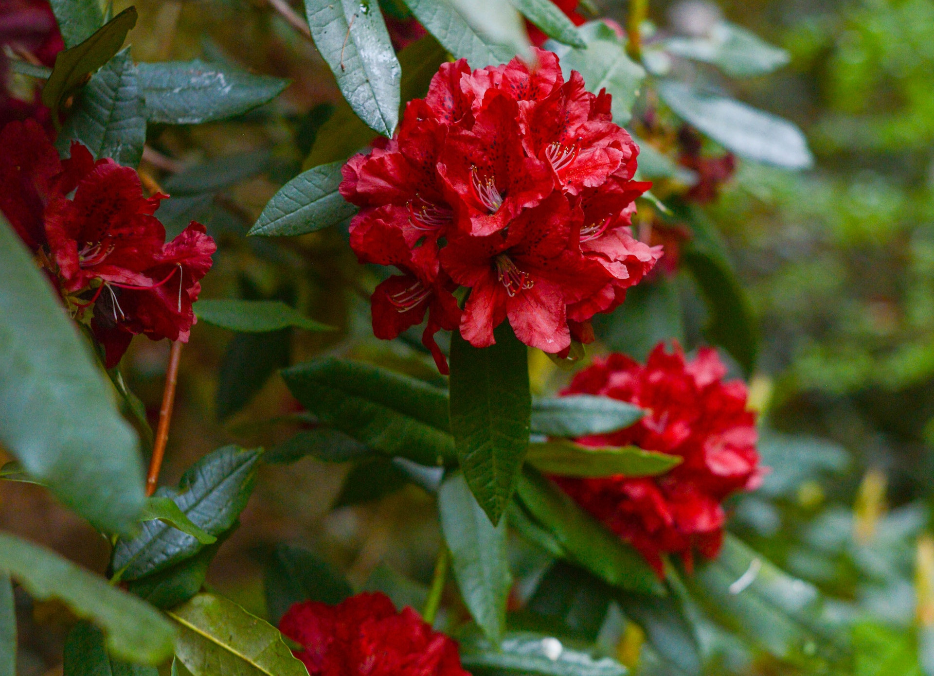 Kwiaty czerwonego rododendronu kwitną w ogrodzie