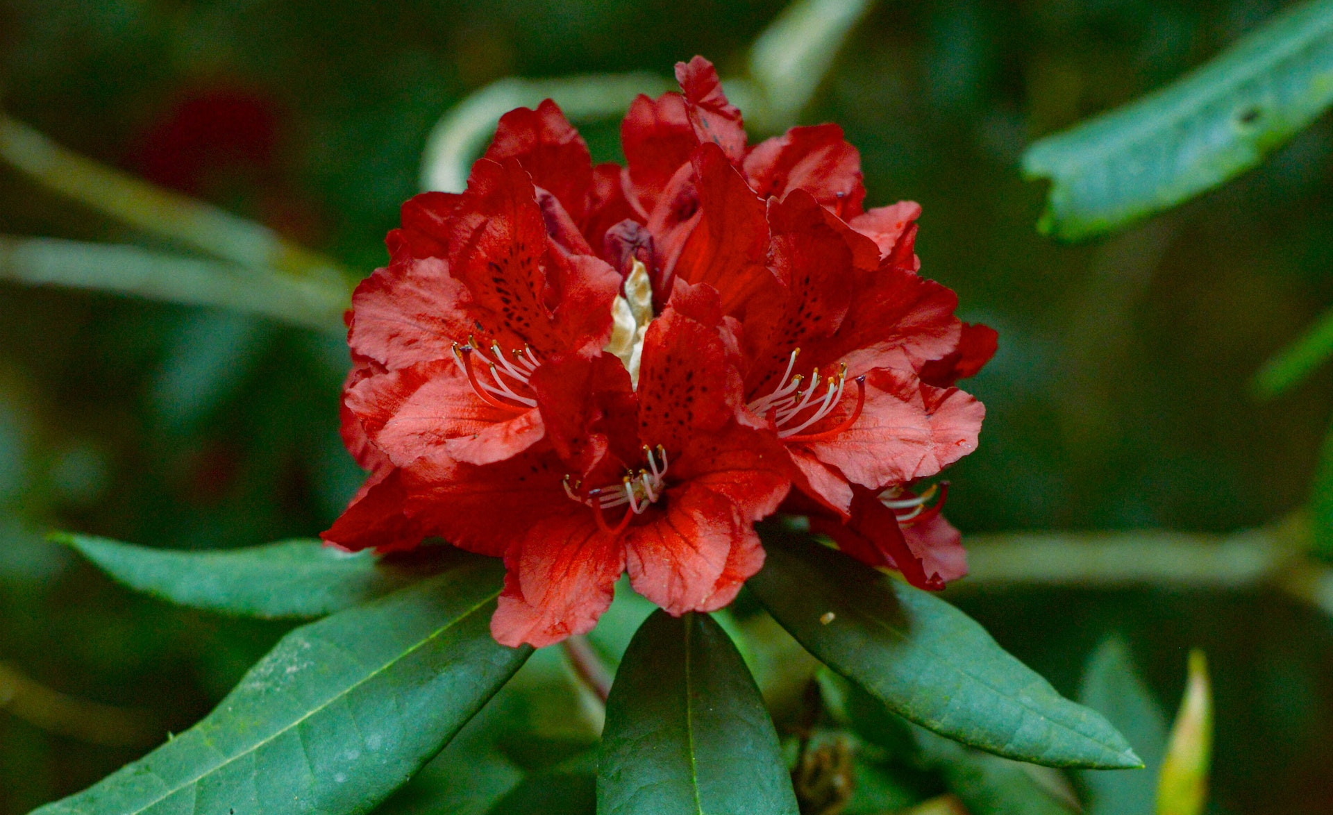 Czerwony kwiat rododendronu rośnie w ogrodzie 