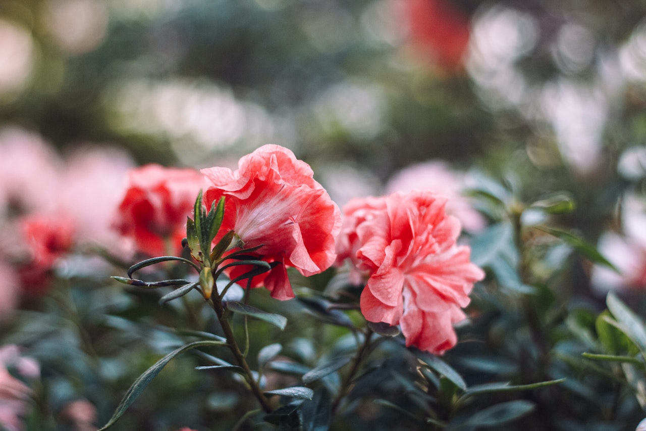 Różowy rododendron w ogrodzie
